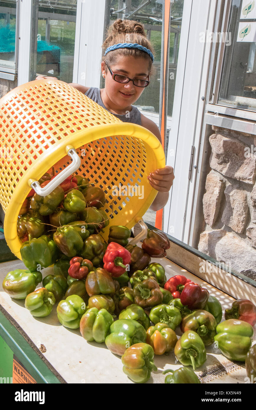 Un volontario in una fattoria si svuota raccolti freschi peperoni alla rondella - convogliatore per essere ordinati e puliti. Foto Stock