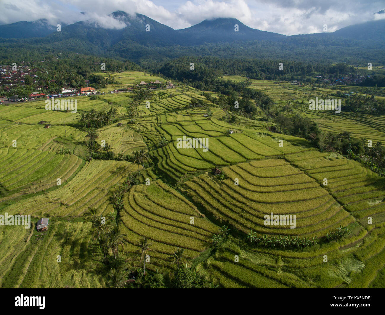 Bali UNESCO Patrimonio Mondiale di riso Jatiluwih terrazza, famosa destinazione turistica nella parte occidentale di Bali in primo piano la vista mozzafiato di paesaggi. Foto Stock