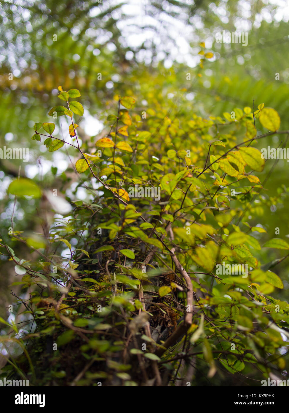 Piccole foglie verdi Foto Stock