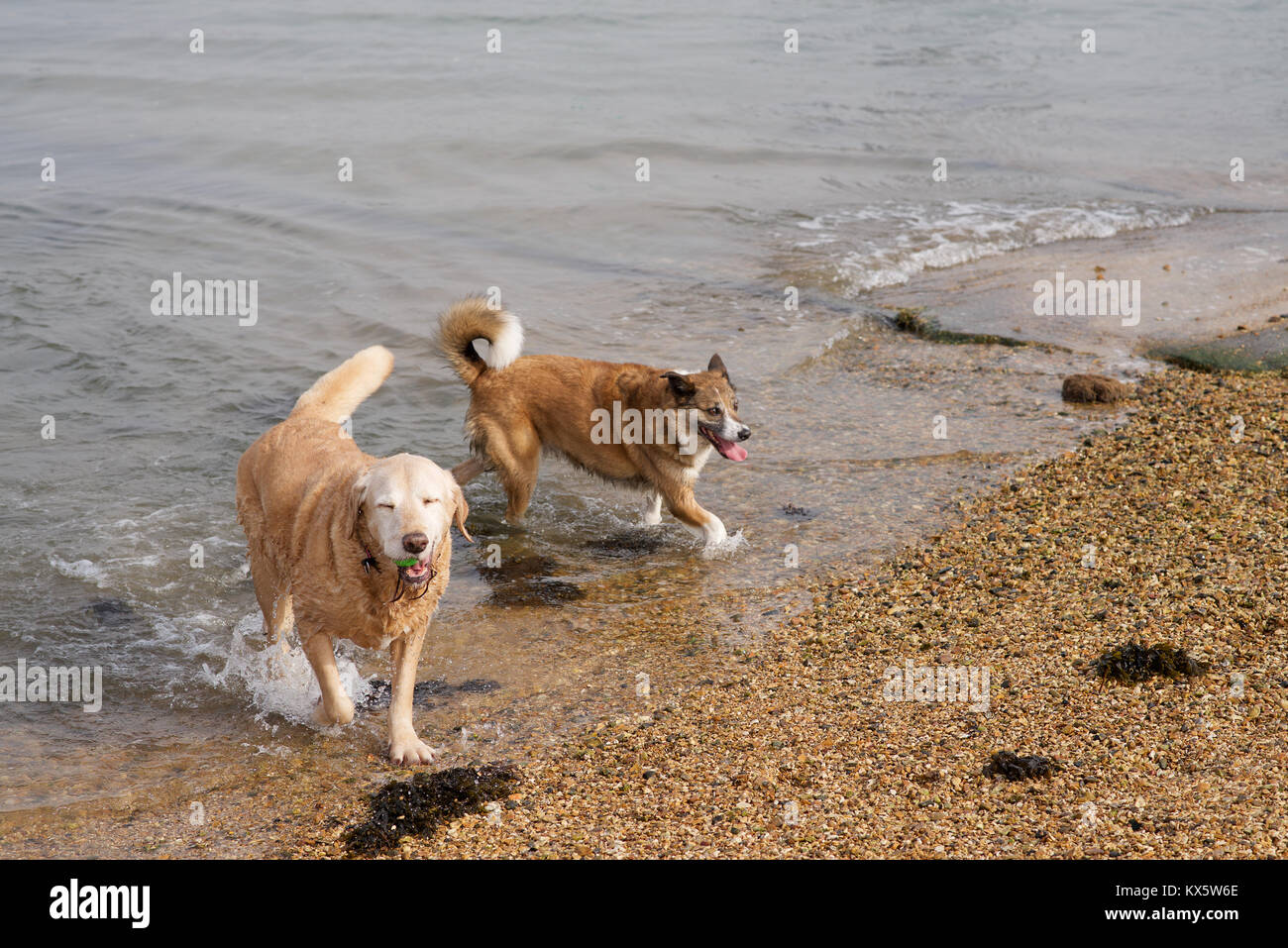 Due cani schizzi in acqua Foto Stock