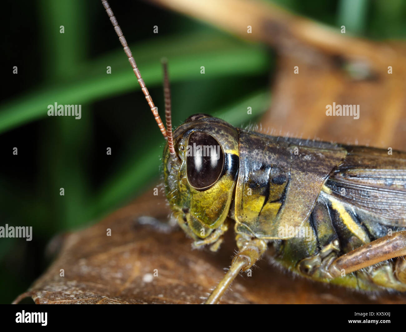 Red-gambe grasshopper (Melanoplus femurrubrum) close-up Foto Stock