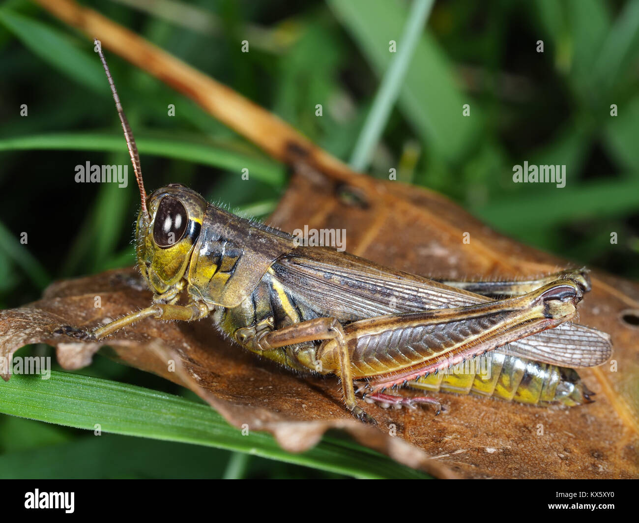 Red-gambe grasshopper (Melanoplus femurrubrum) close-up Foto Stock