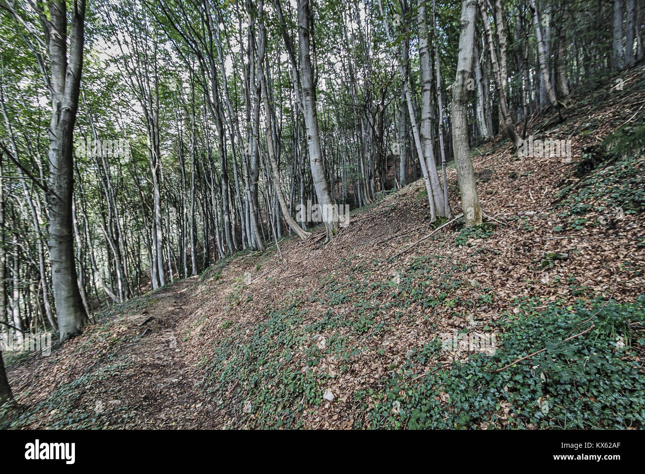 Italia un sentiero nel bosco immagini e fotografie stock ad alta ...