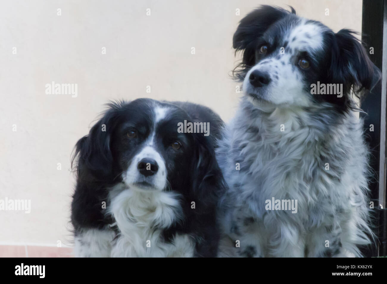 Canis lupus familiaris, 2 Cani seduti fianco a fianco Foto Stock