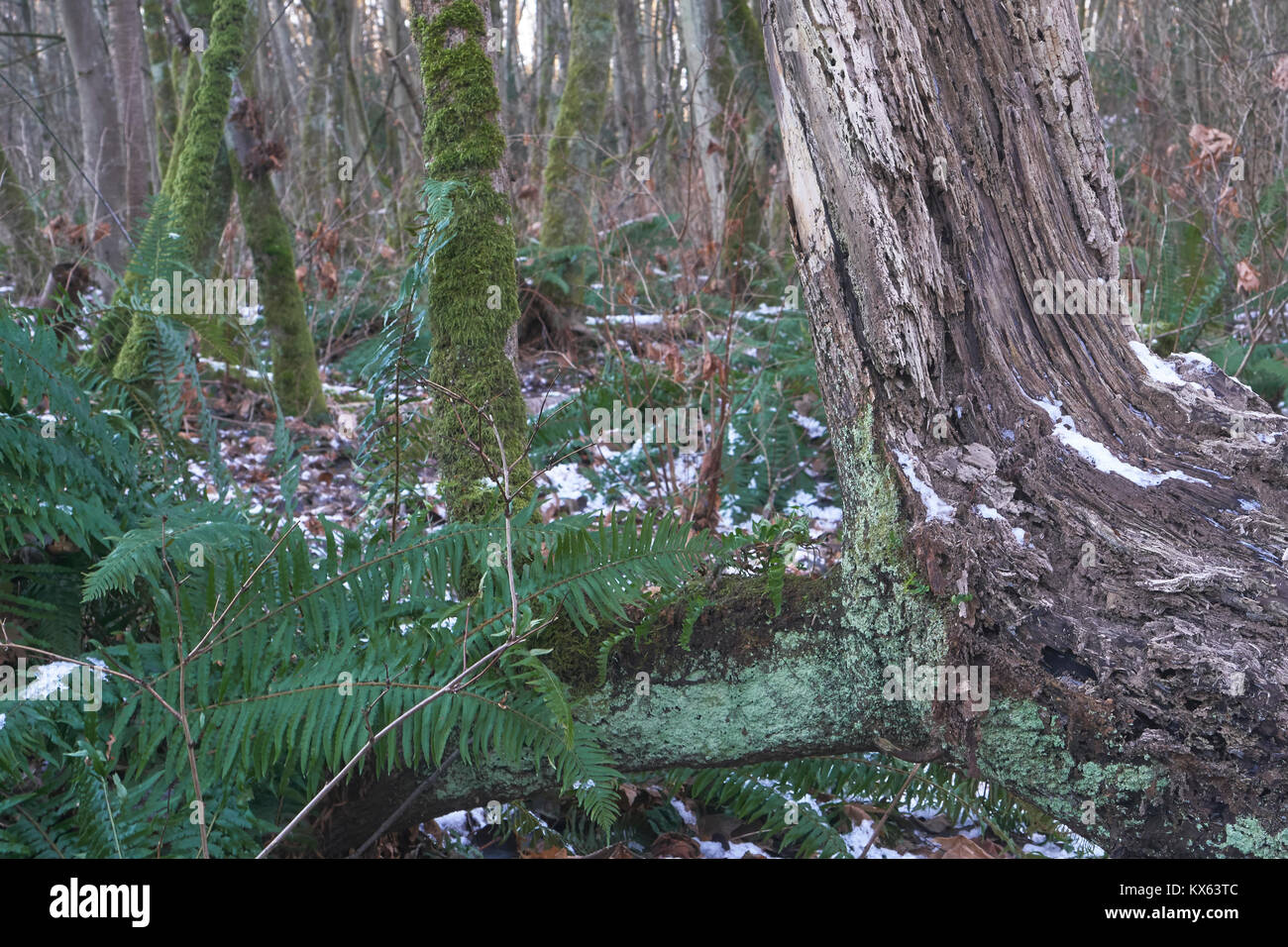 Inverno a piedi nei boschi, focus sul verde e la neve sul suolo della foresta Foto Stock