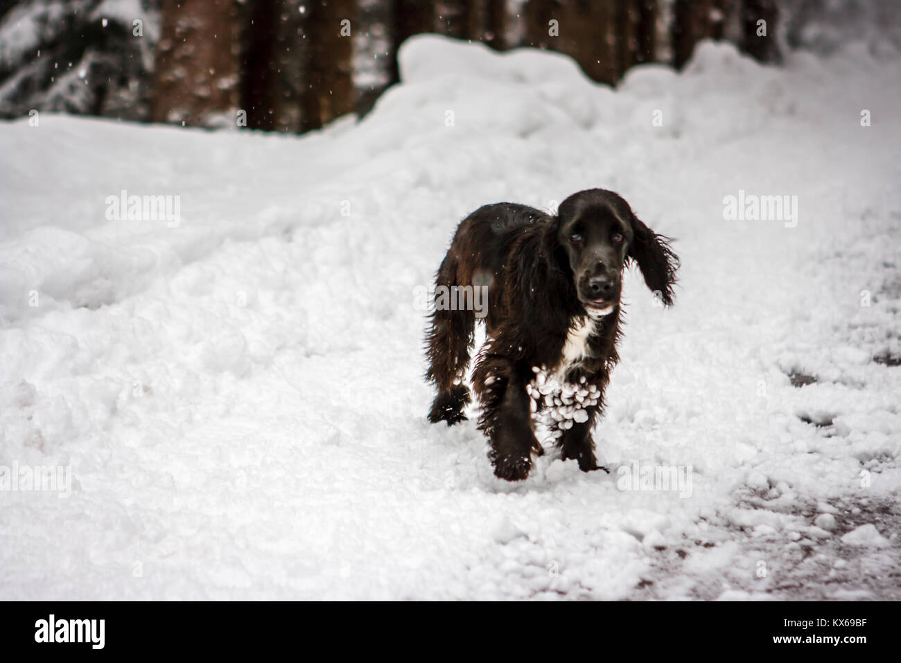 Giovane nero springer cocker nella neve a Cortina d'Ampezzo, Italia Foto Stock