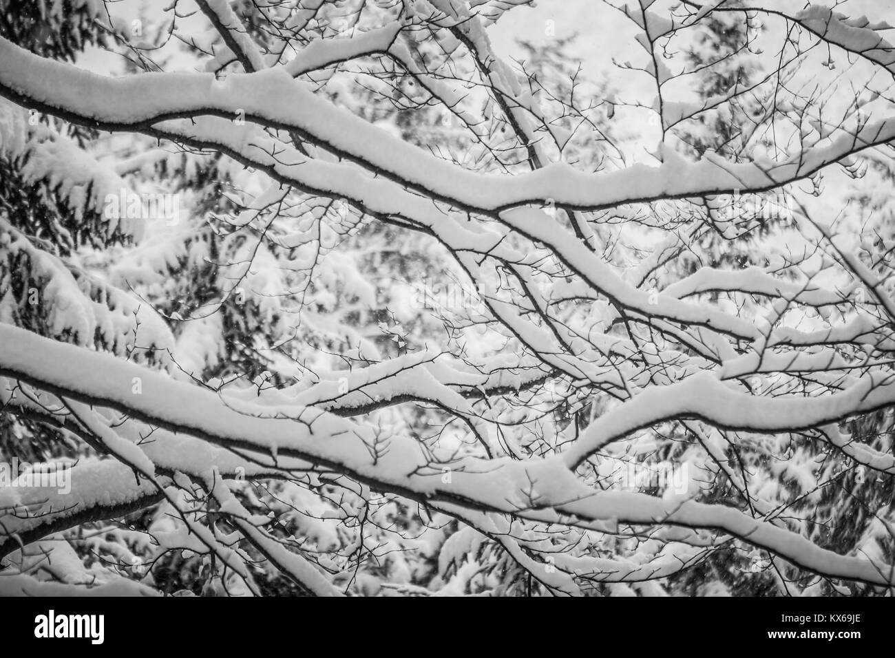 Dettaglio dei rami di alberi coperti di neve di Cortina D'Ampezzo, Italia Foto Stock