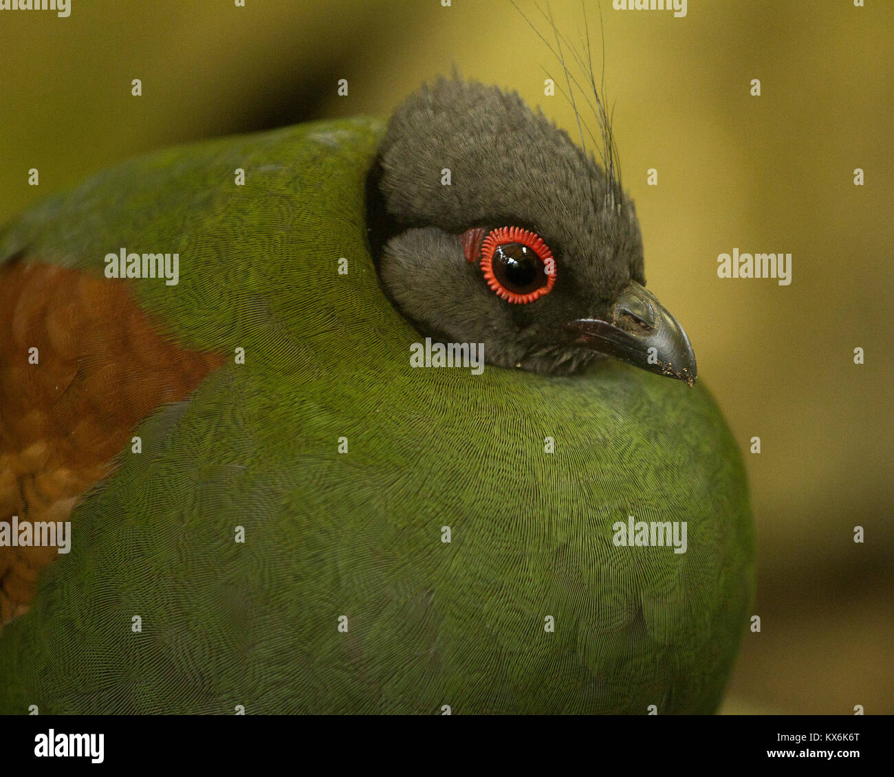 Uccello in cattività Foto Stock