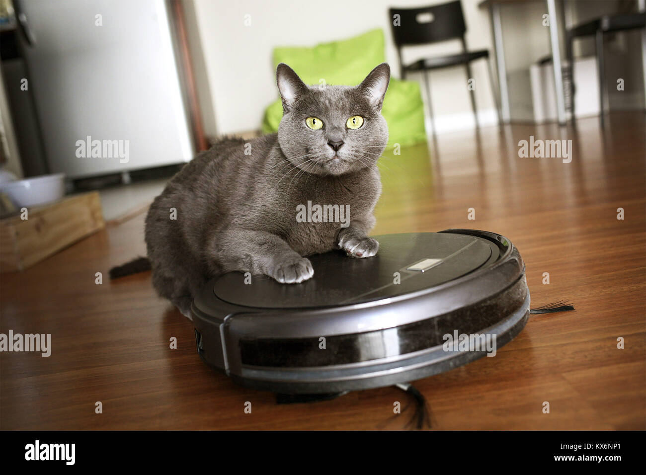 Pet friendly smart aspirapolvere con un gatto Foto stock - Alamy