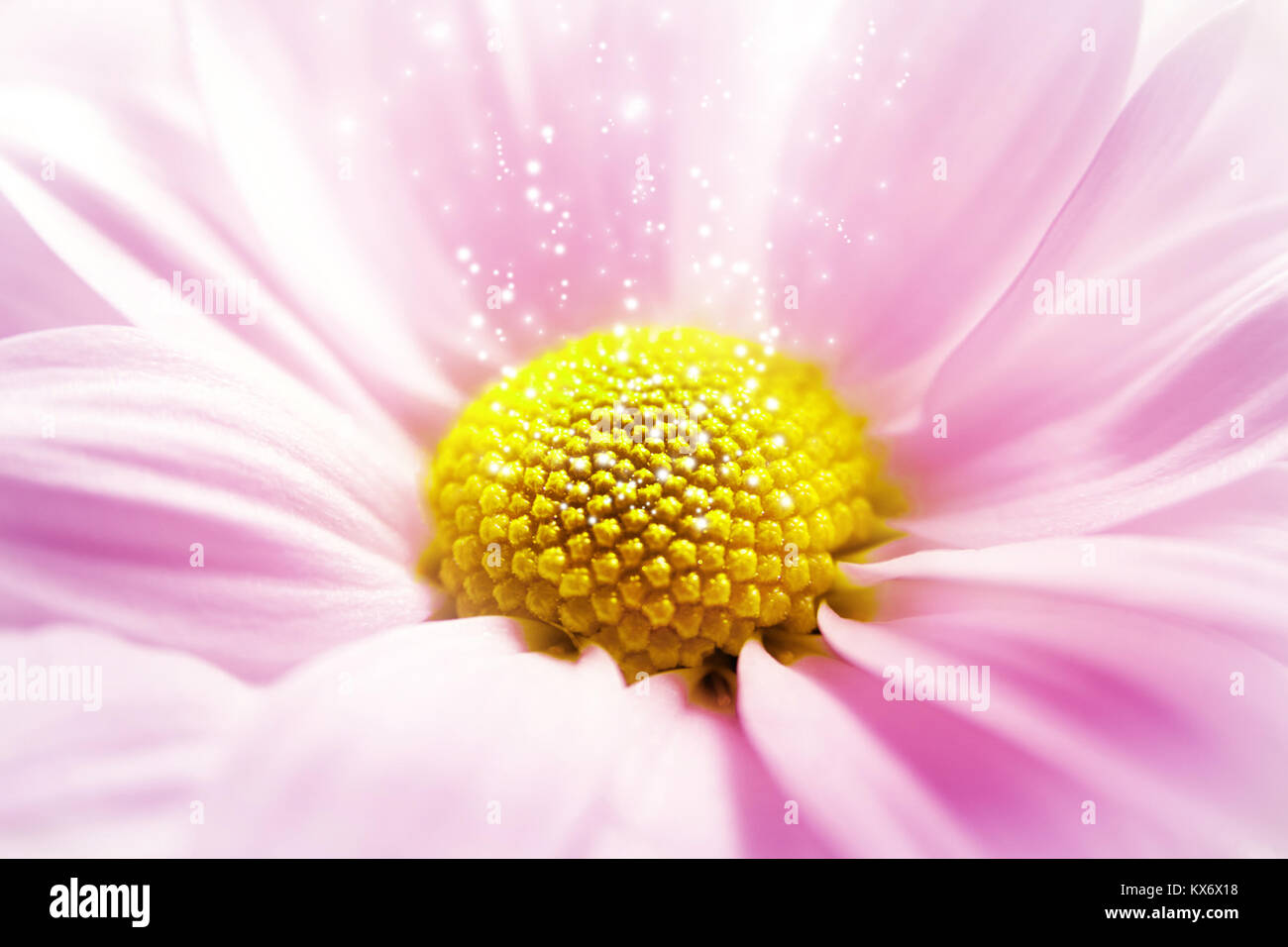 Foto macro di gerbera con luce che cade sul pestello Foto Stock