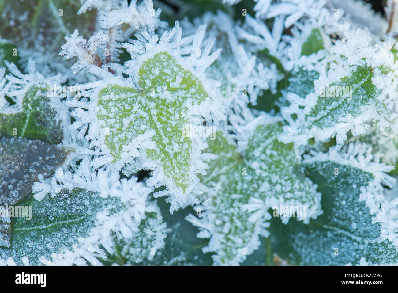 Stirlingshire, Scotland, Regno Unito. 8 Gen, 2018. Regno Unito - previsioni del tempo - un pesante copertura frost ivy cresce in un giardino di Stirlingshire, Scozia su un'altra giornata molto fredda Credito: Kay Roxby/Alamy Live News Foto Stock