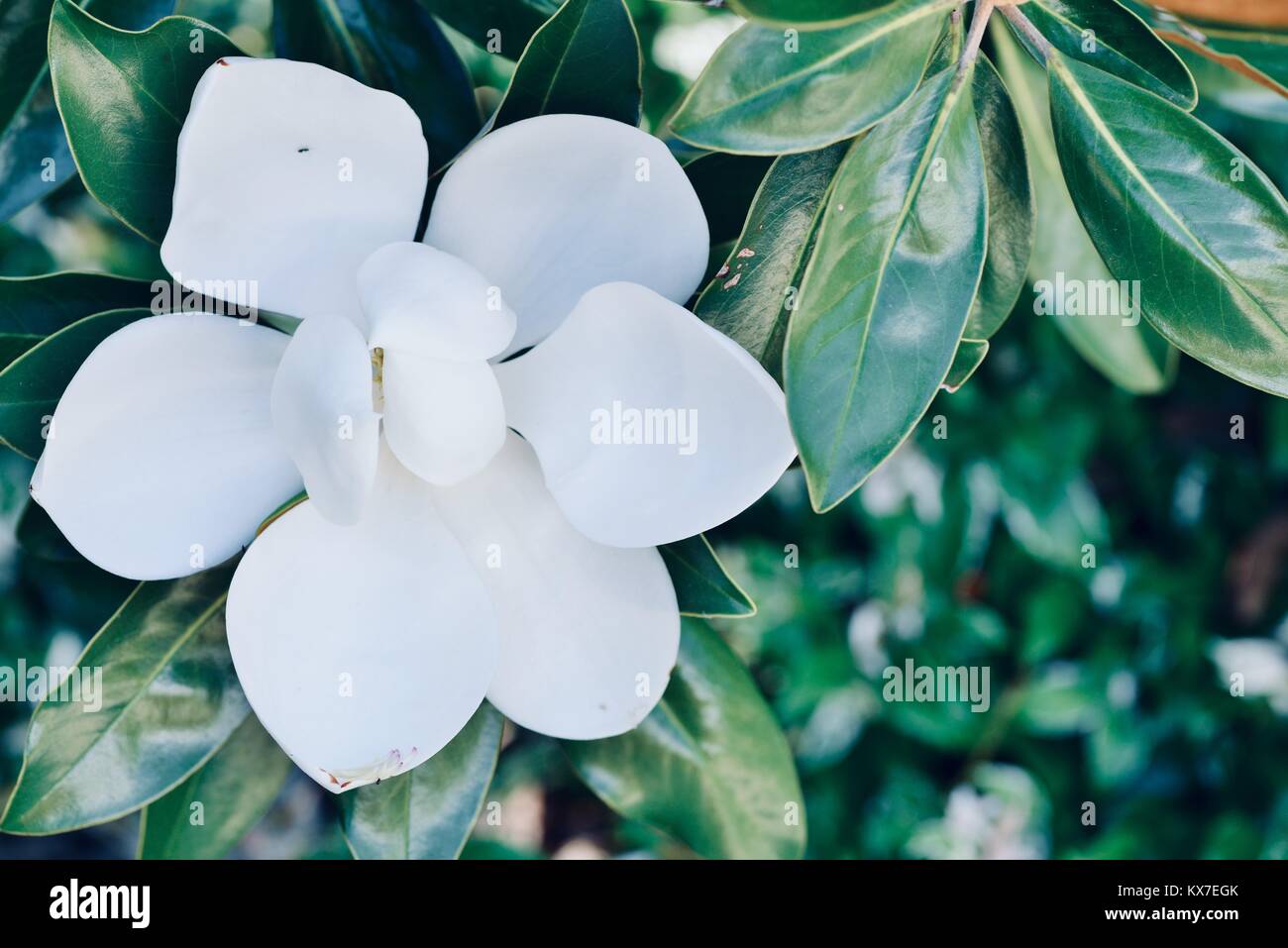 Bianco brillante magnolia fiori aperti al mattino, Sunshine Coast, Queensland, Australia Foto Stock