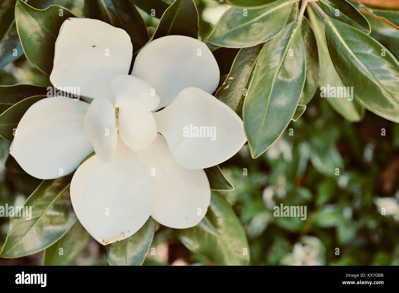 Bianco brillante magnolia fiori aperti al mattino, Sunshine Coast, Queensland, Australia Foto Stock