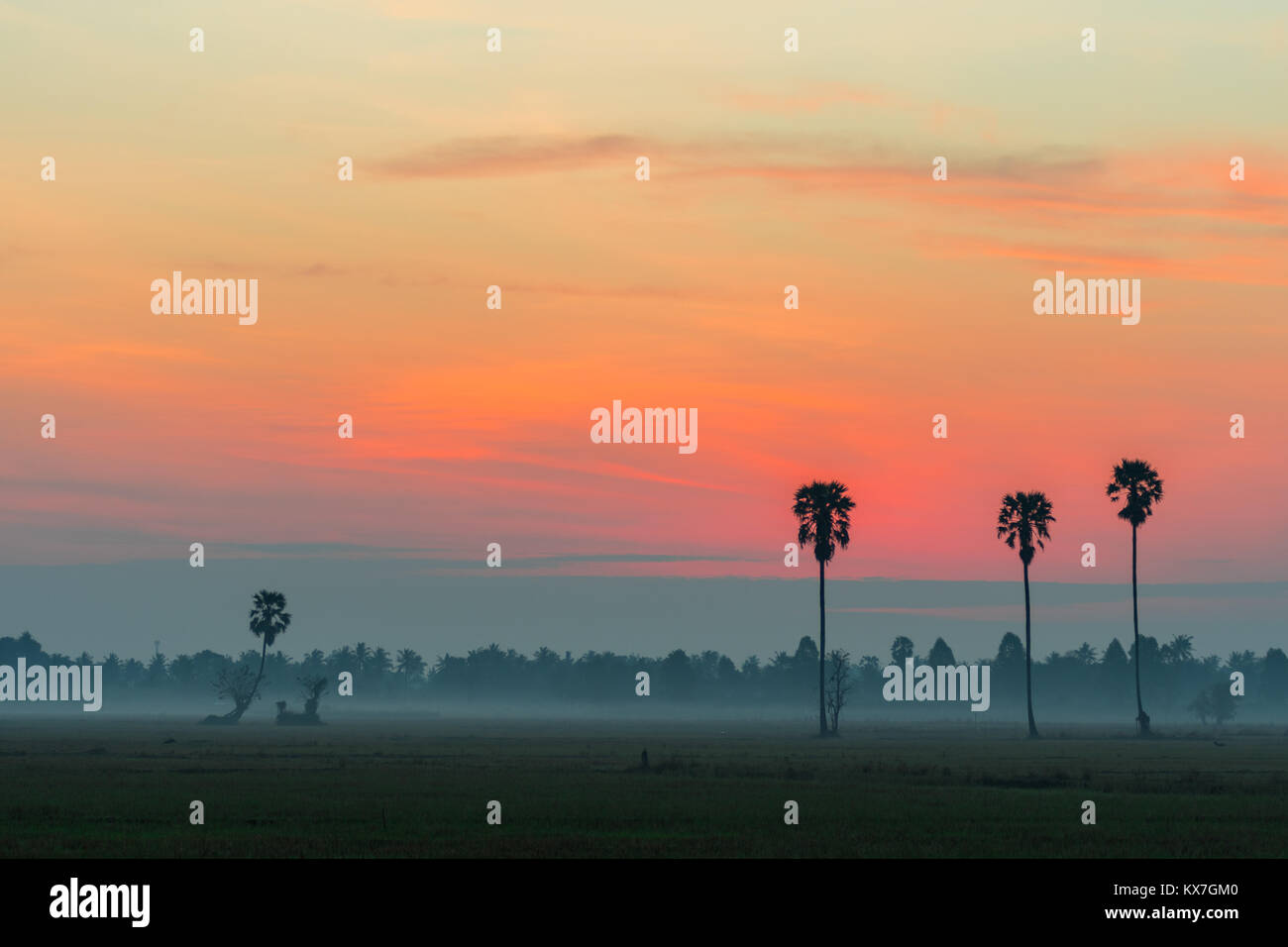 Colorato sunrise nel campo di riso con zucchero Palm tree. Foto Stock