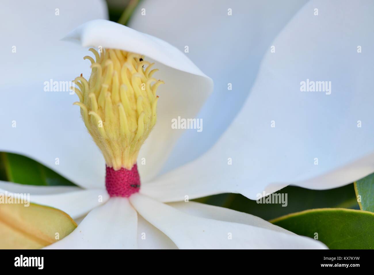 Bianco brillante magnolia fiori aperti al mattino, Sunshine Coast, Queensland, Australia Foto Stock