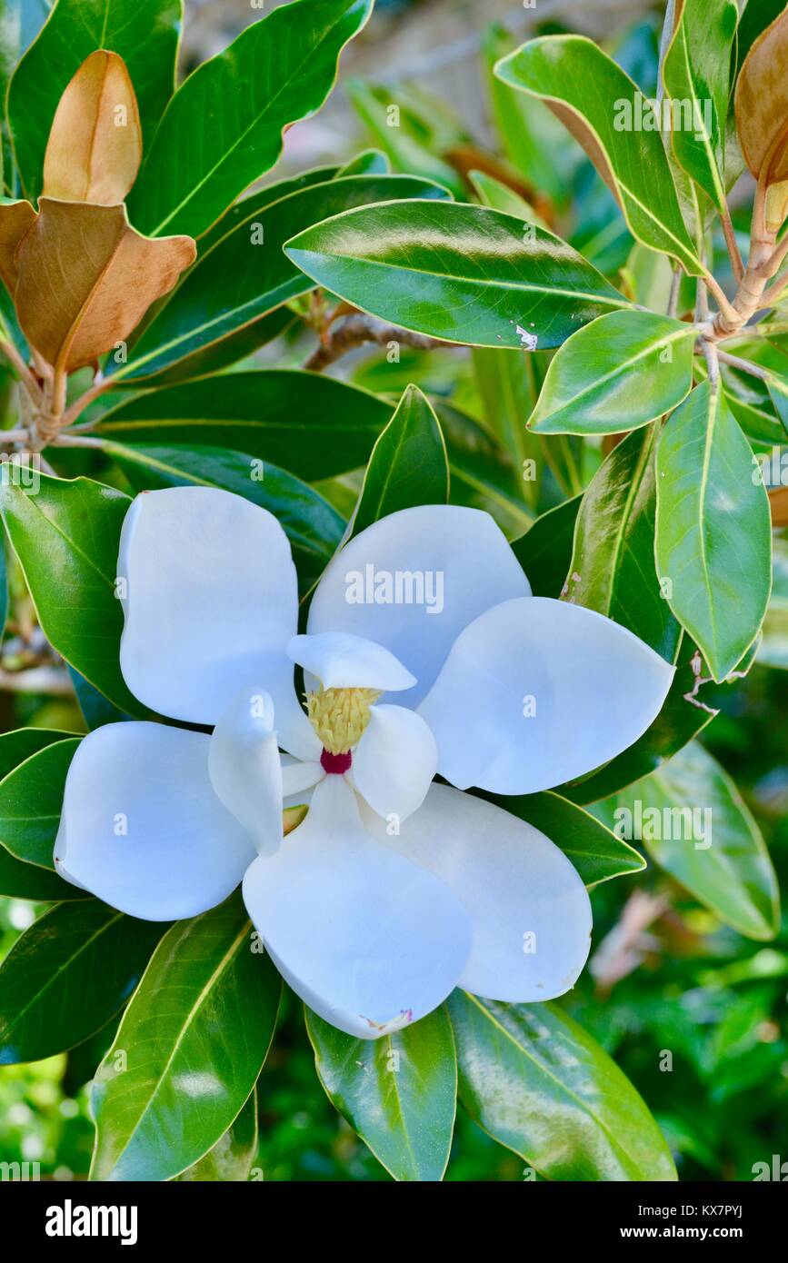 Bianco brillante magnolia fiori aperti al mattino, Sunshine Coast, Queensland, Australia Foto Stock