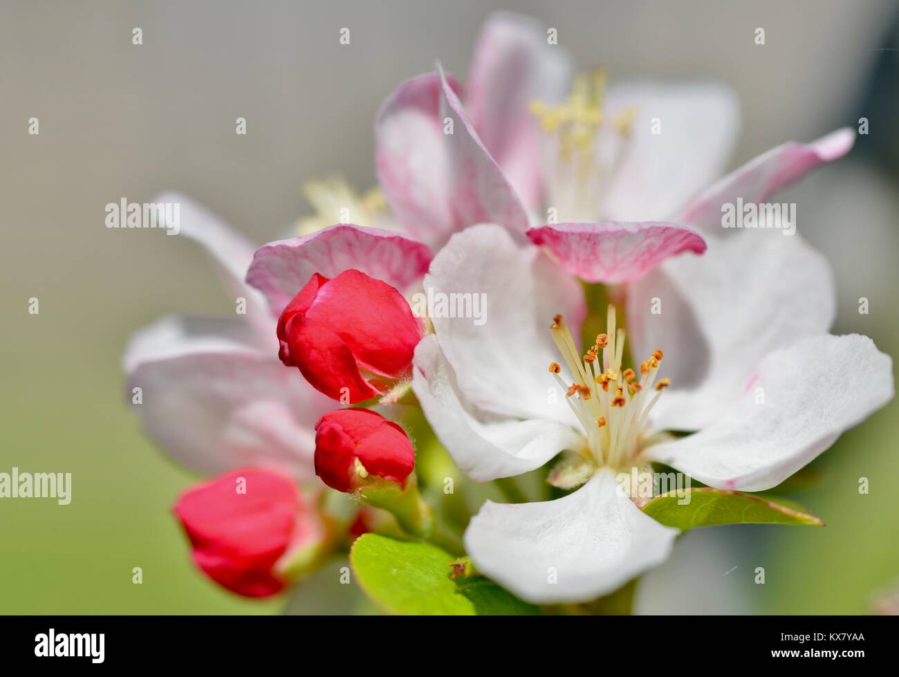 Crab Apple fiori di rosa rosso e bianco, Sunshine Coast, Queensland, Australia Foto Stock