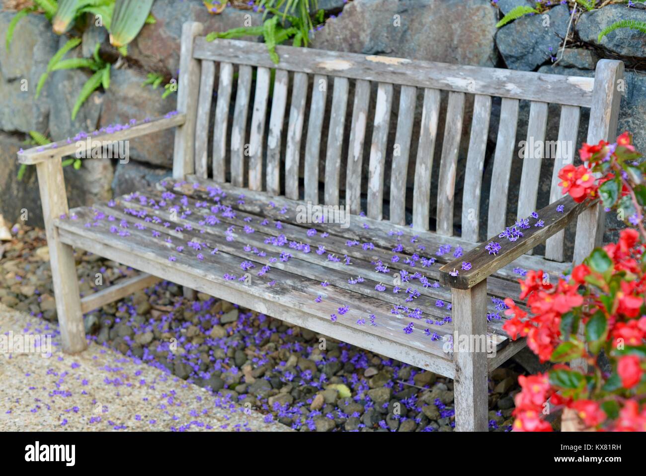 Cerca rustico panca di legno ricoperto di fiori viola, Sunshine Coast, Queensland, Australia Foto Stock