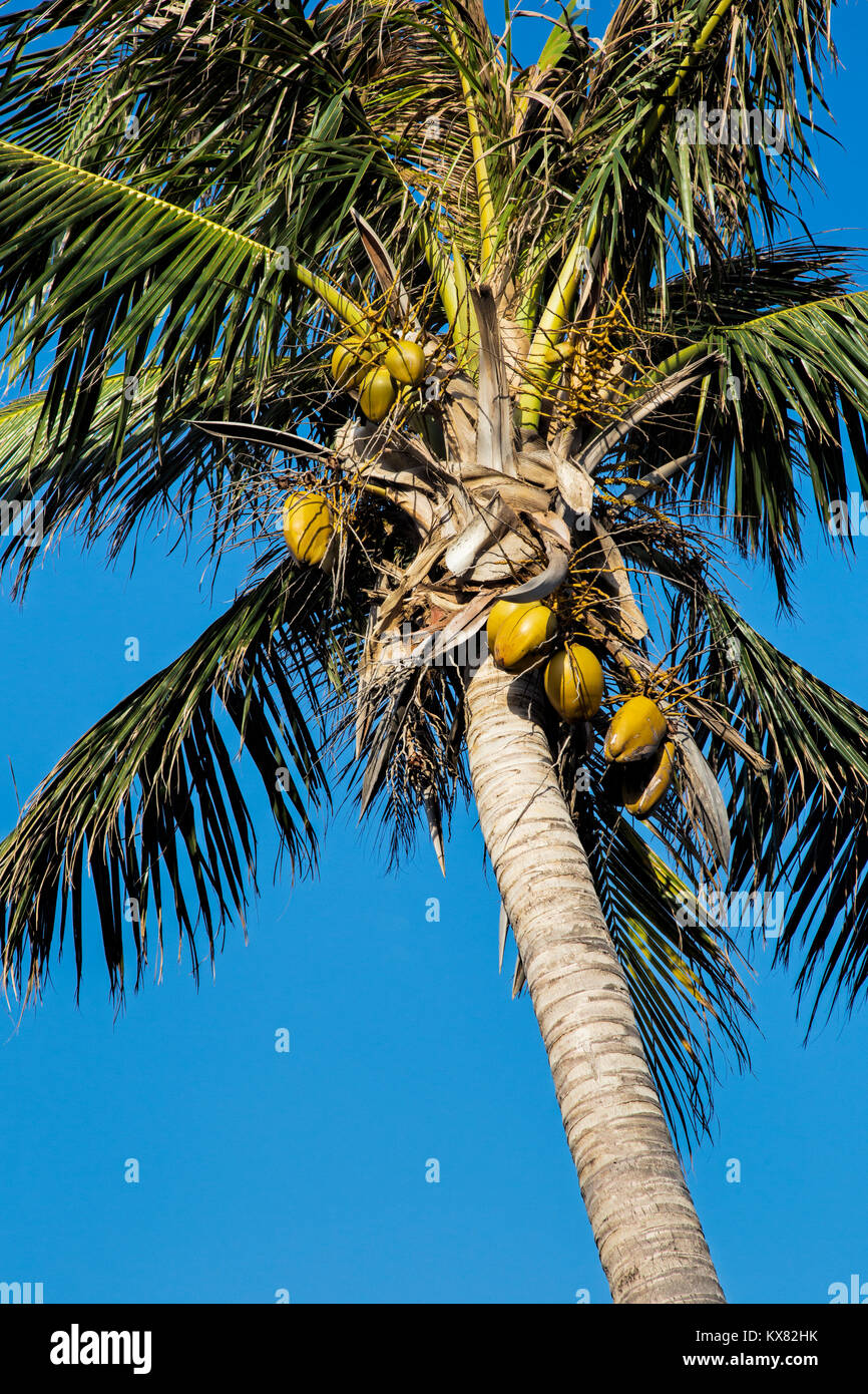 Il Coconut Palm Tree, Cocos nucifera, con un mucchio di noci di cocco con un cielo blu Foto Stock