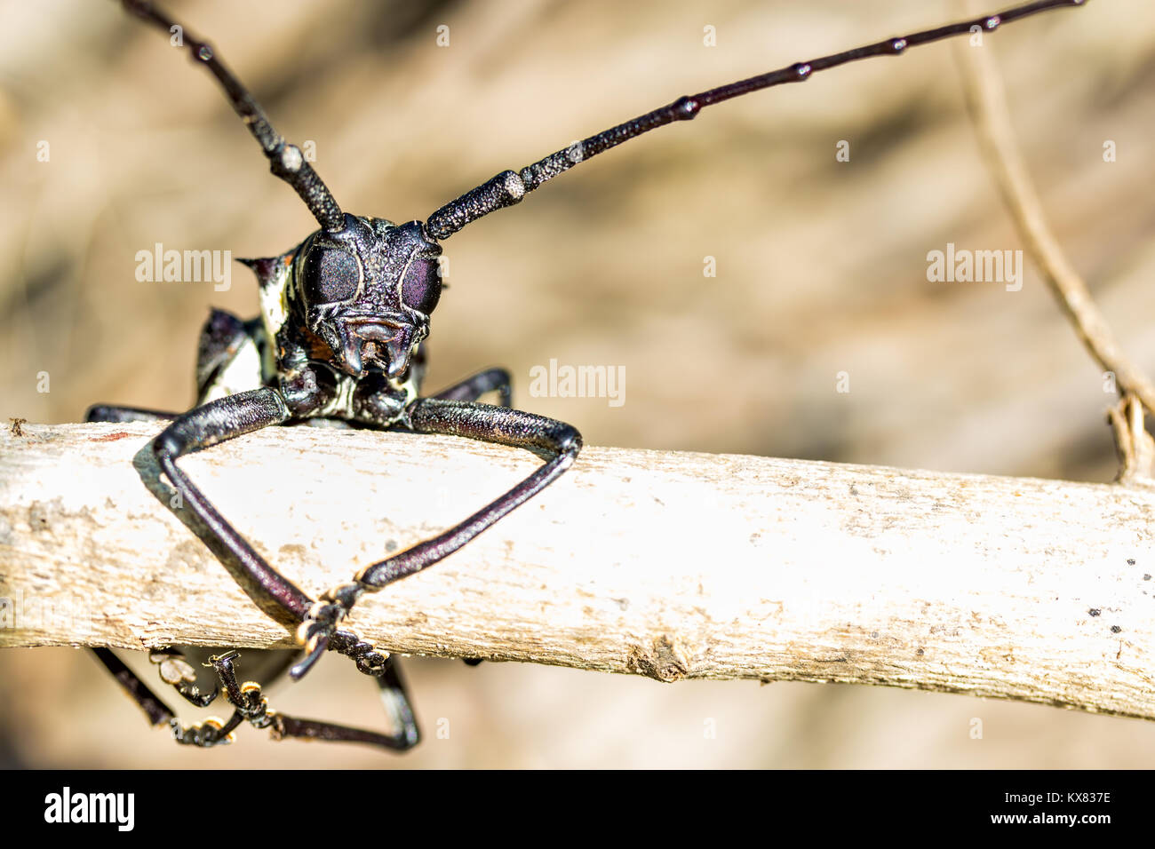 A lungo le corna di un albero borer beetle (Batocera rufomaculata) Foto Stock