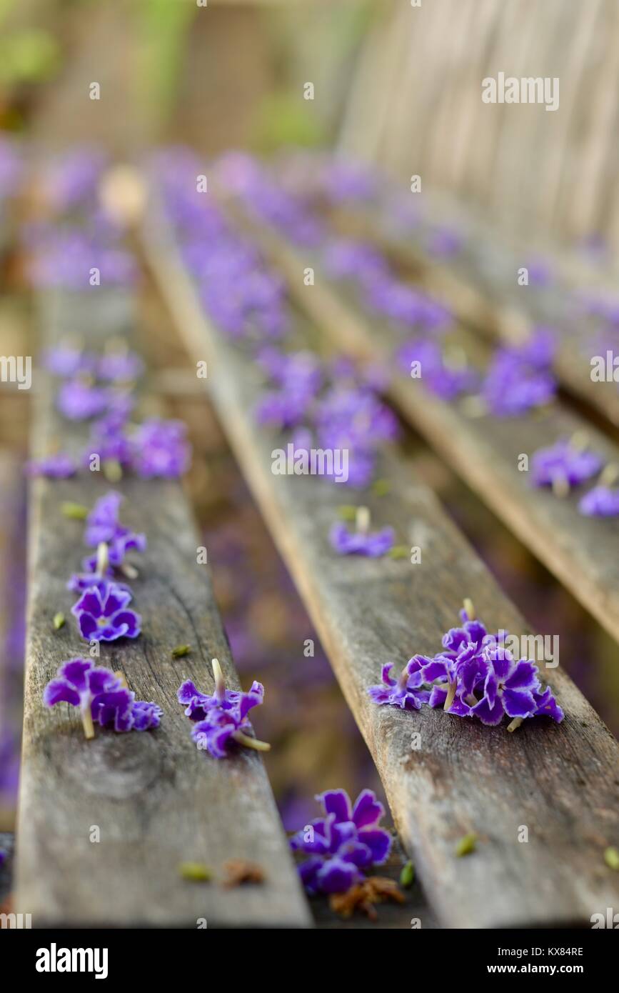Cerca rustico panca di legno ricoperto di fiori viola, Sunshine Coast, Queensland, Australia Foto Stock