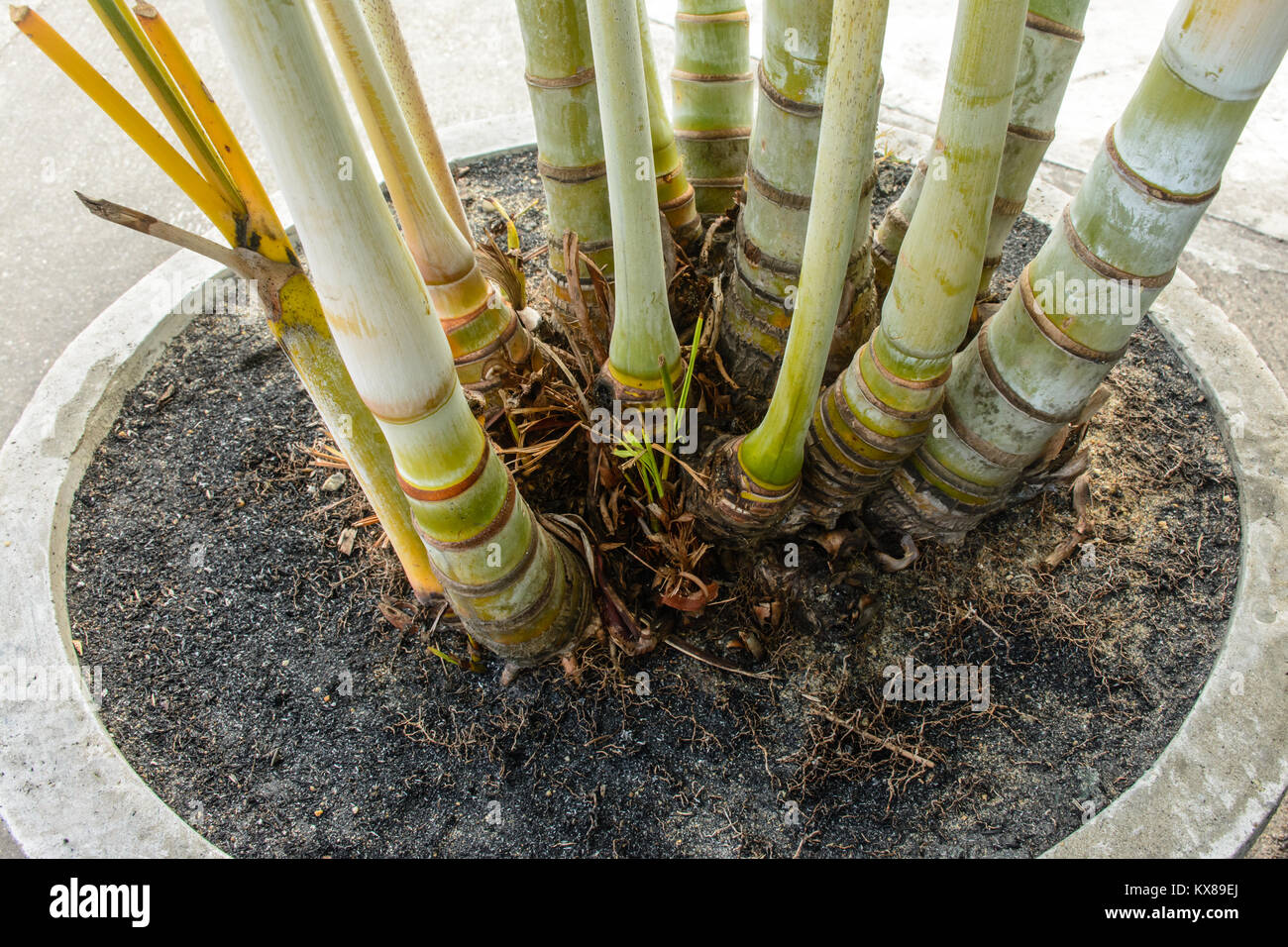 Primo piano della radice di Palm, ptychosperma macarthurii Foto Stock