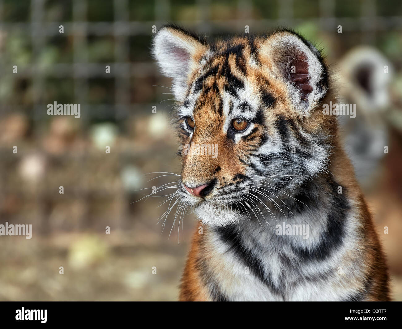 Tiger cub in erba Foto Stock