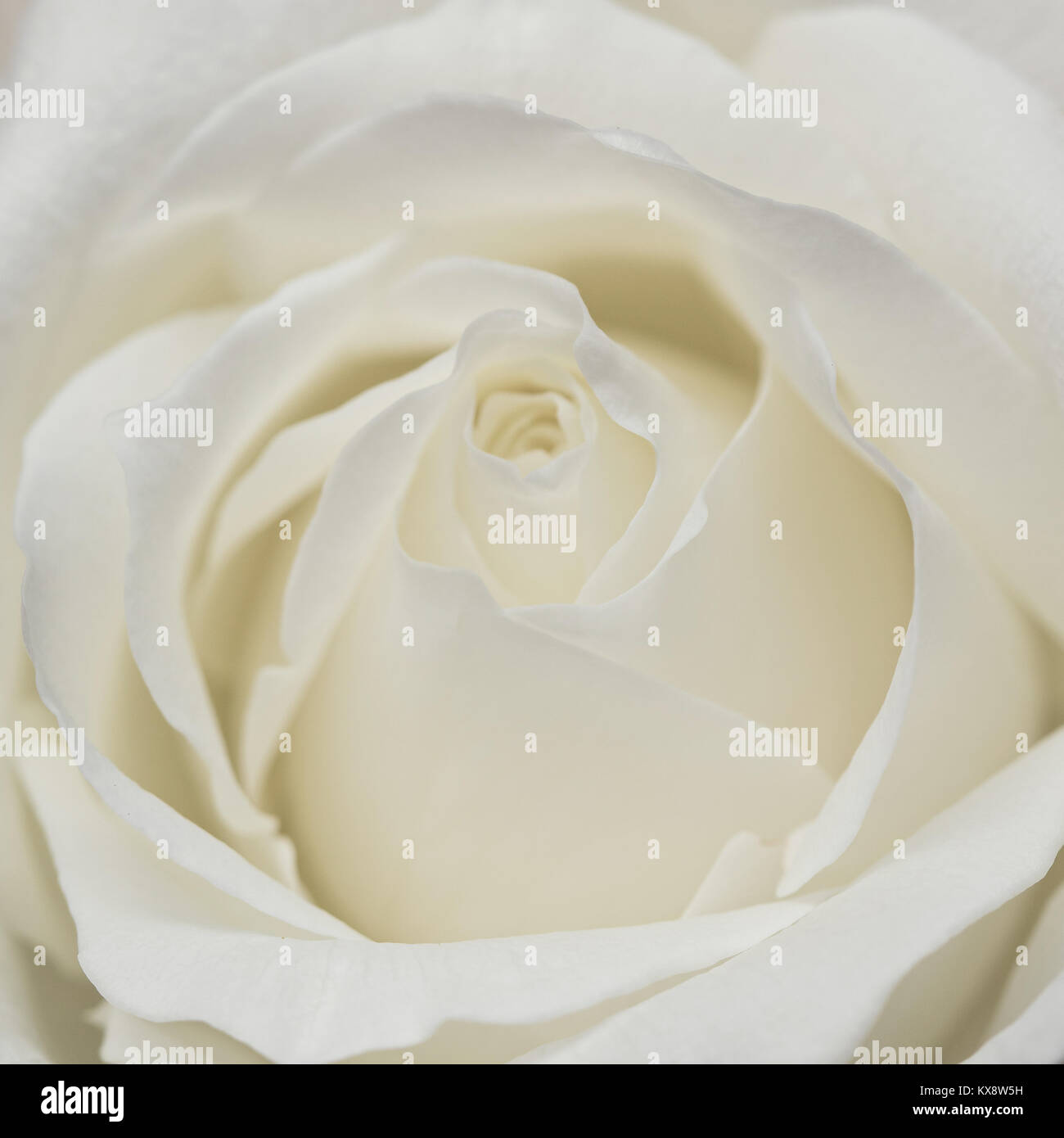 Fragile rosa bianca. Macro. Foto Stock