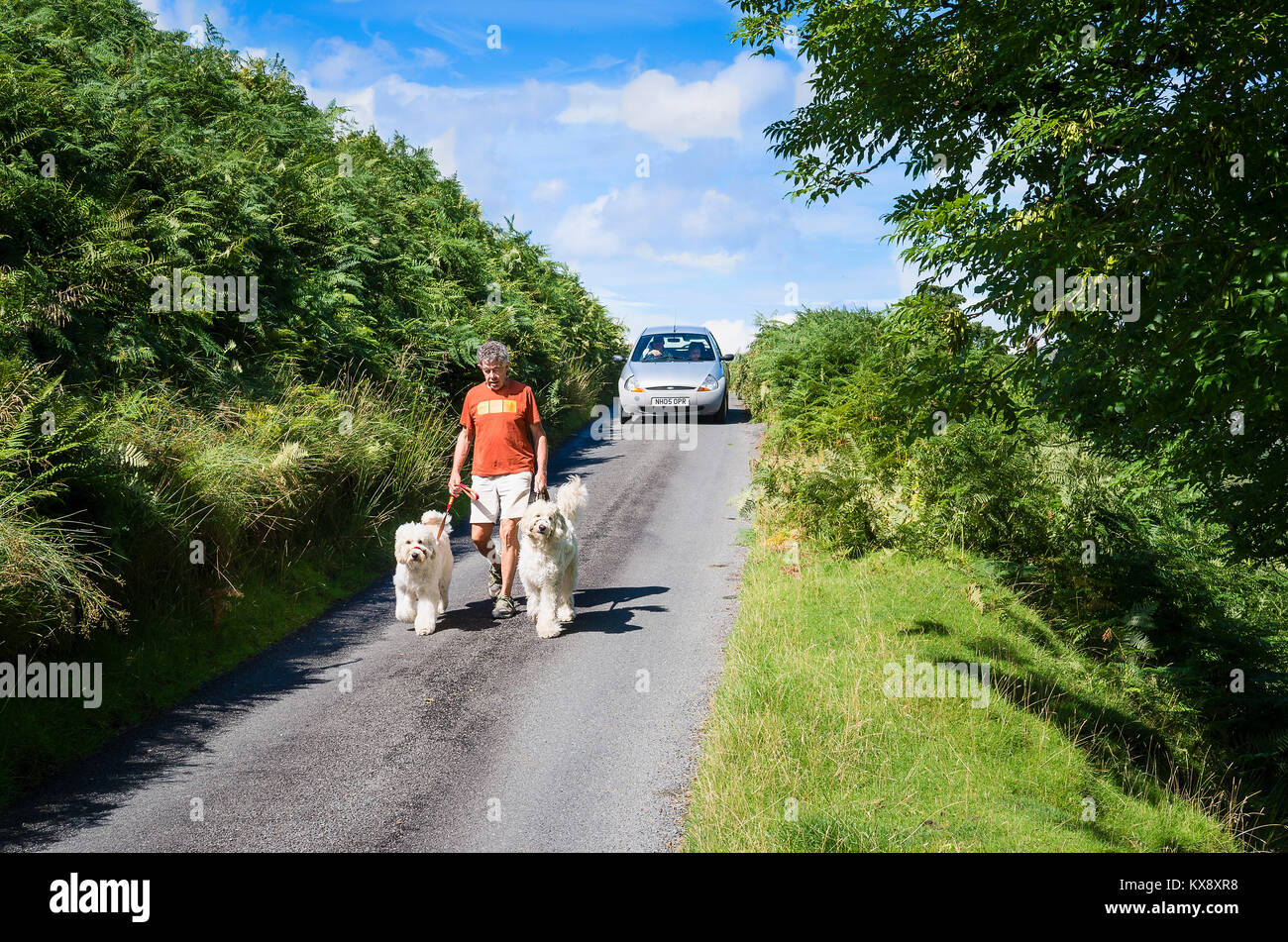 Un residente a piedi i suoi due cani in Cumbria Martindale lungo una stretta strada condivisa con holiday traffico veicolare nel mese di agosto del Regno Unito Foto Stock
