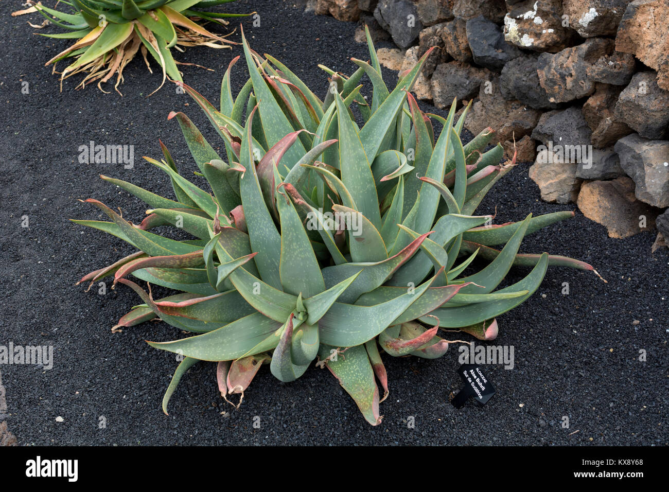 Aloe buhrii, Jardin de Cactus, Guatiza, Lanzarote, Isole Canarie, Spagna. Foto Stock