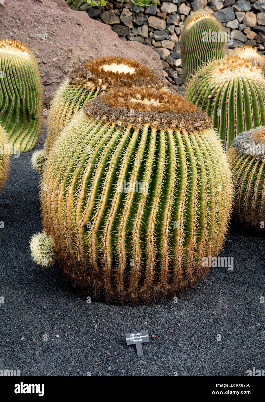 Echinocactus grusonii (Golden Barrel Cactus), Jardin de Cactus, Guatiza, Lanzarote, Isole Canarie, Spagna. Foto Stock