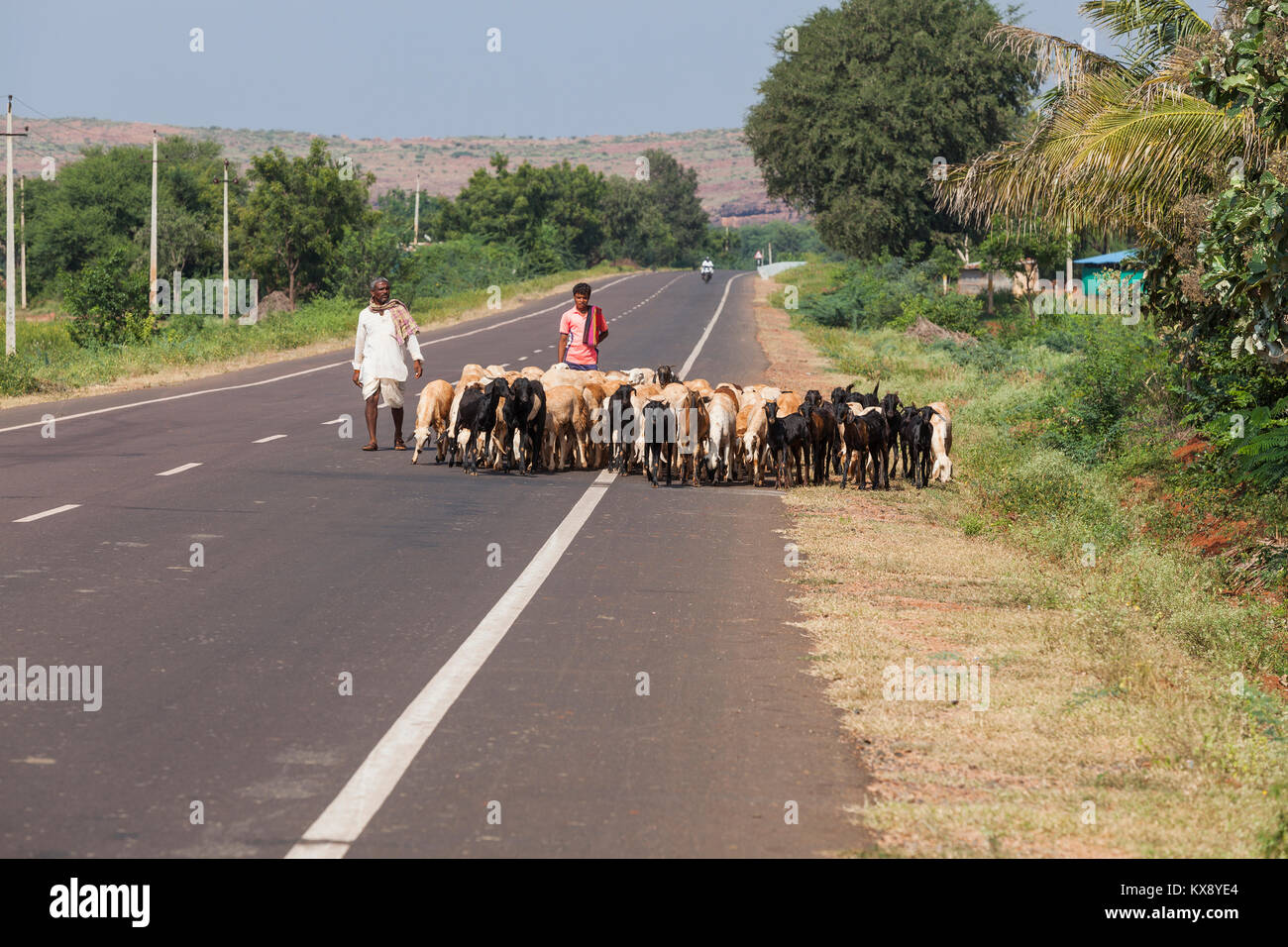 India, Karnataka, , Aihole, Imbrancandosi addomesticati capre nelle zone rurali campagna indiana Foto Stock