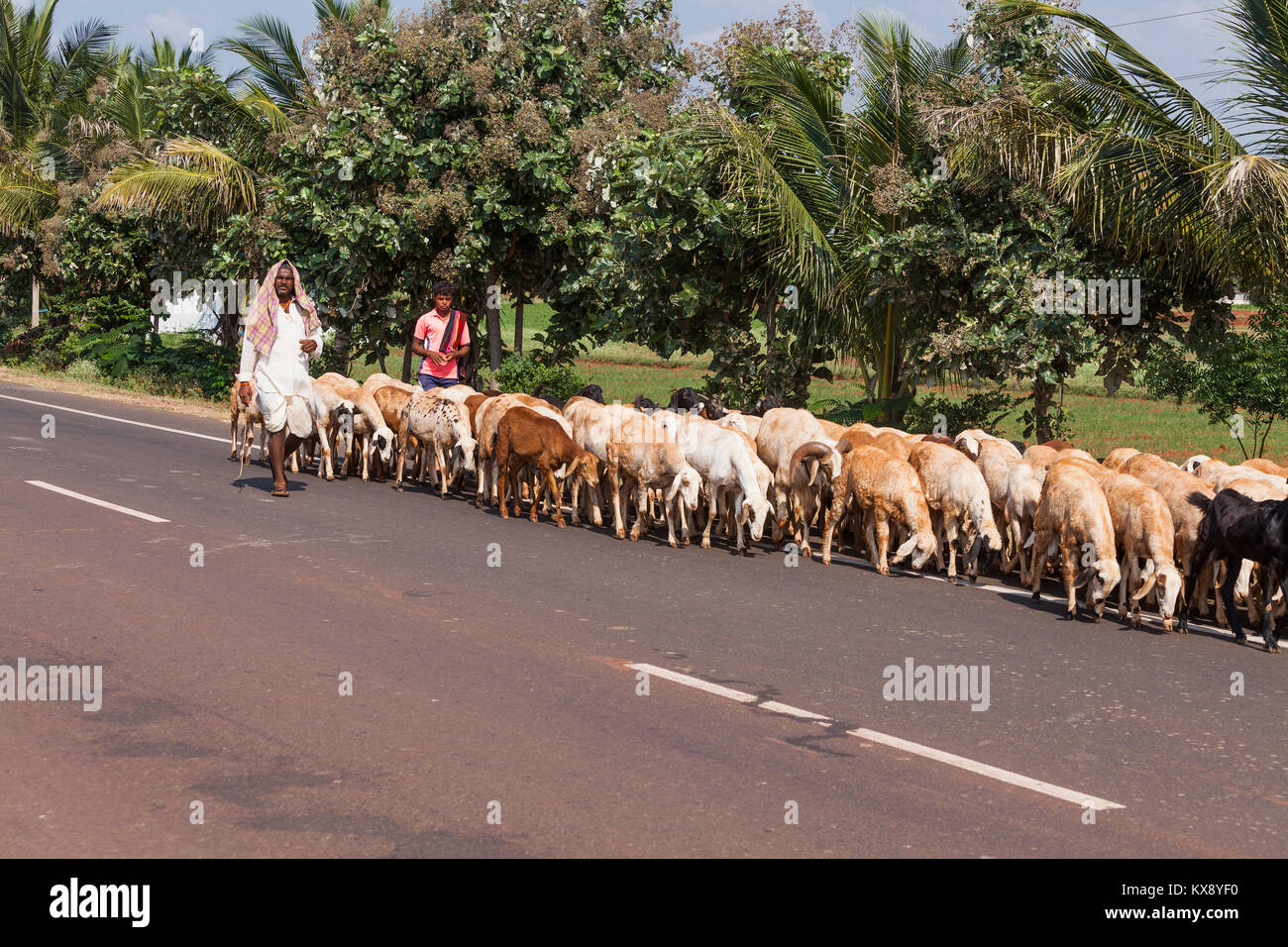 India, Karnataka, , Aihole, Imbrancandosi addomesticati capre nelle zone rurali campagna indiana Foto Stock