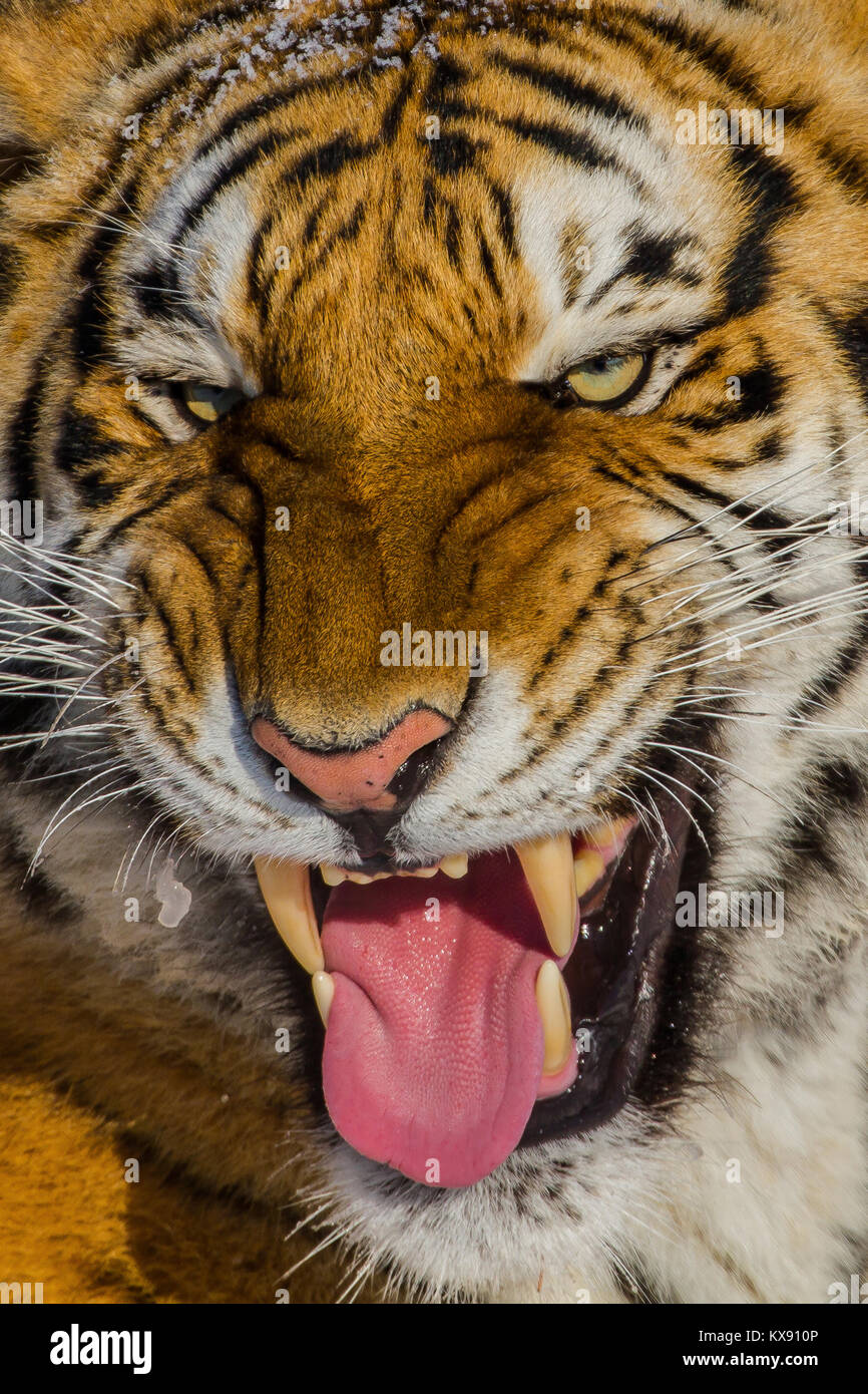 Arrabbiato tigre siberiana in tiger conservation park in Hailin, Heilongjiang provincia nord-est della Cina Foto Stock