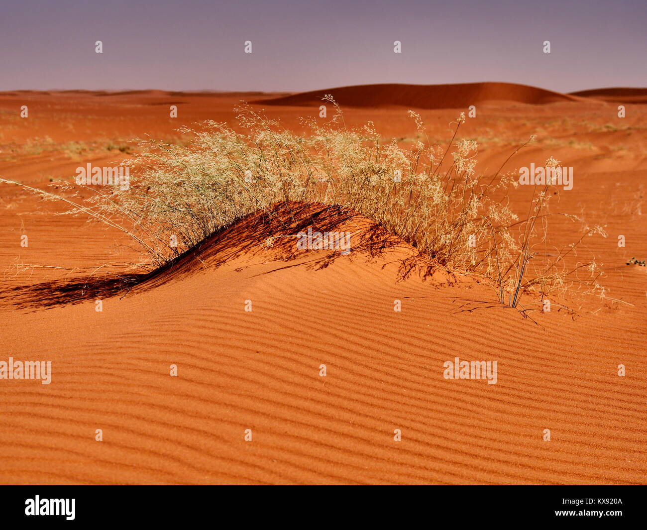 In viaggio verso il deserto in Arabia Saudita Foto Stock
