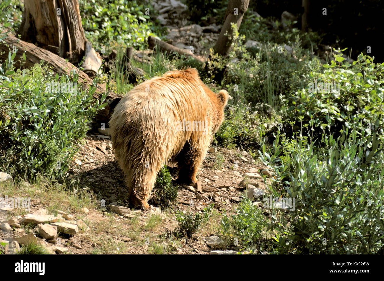 Orso bruno che cammina su un sentiero roccioso nella foresta, la sua folta pelliccia risplende al sole, circondato da una lussureggiante vegetazione verde e da ombre boschive. Foto Stock