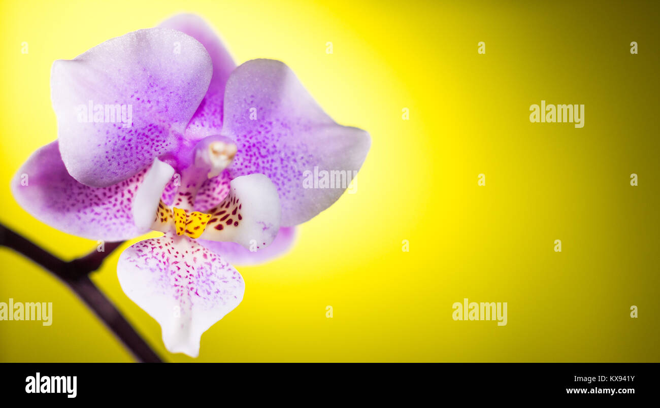 Una orchid su un giallo sfondo colorato Foto Stock