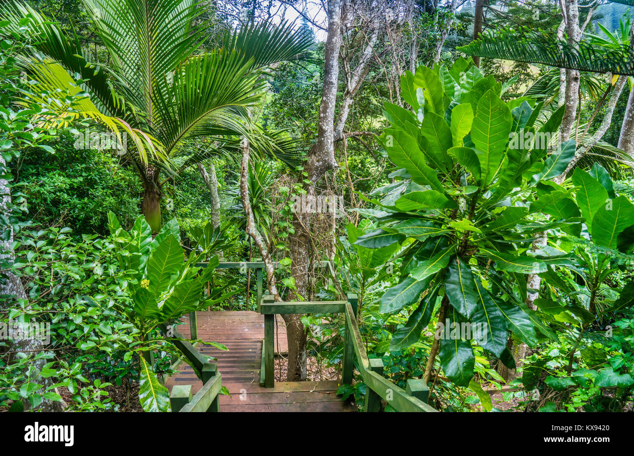 Isola Norfolk, australiano territorio esterno e lussureggiante vegetazione della foresta pluviale a Isola Norfolk Botanical Garden Foto Stock