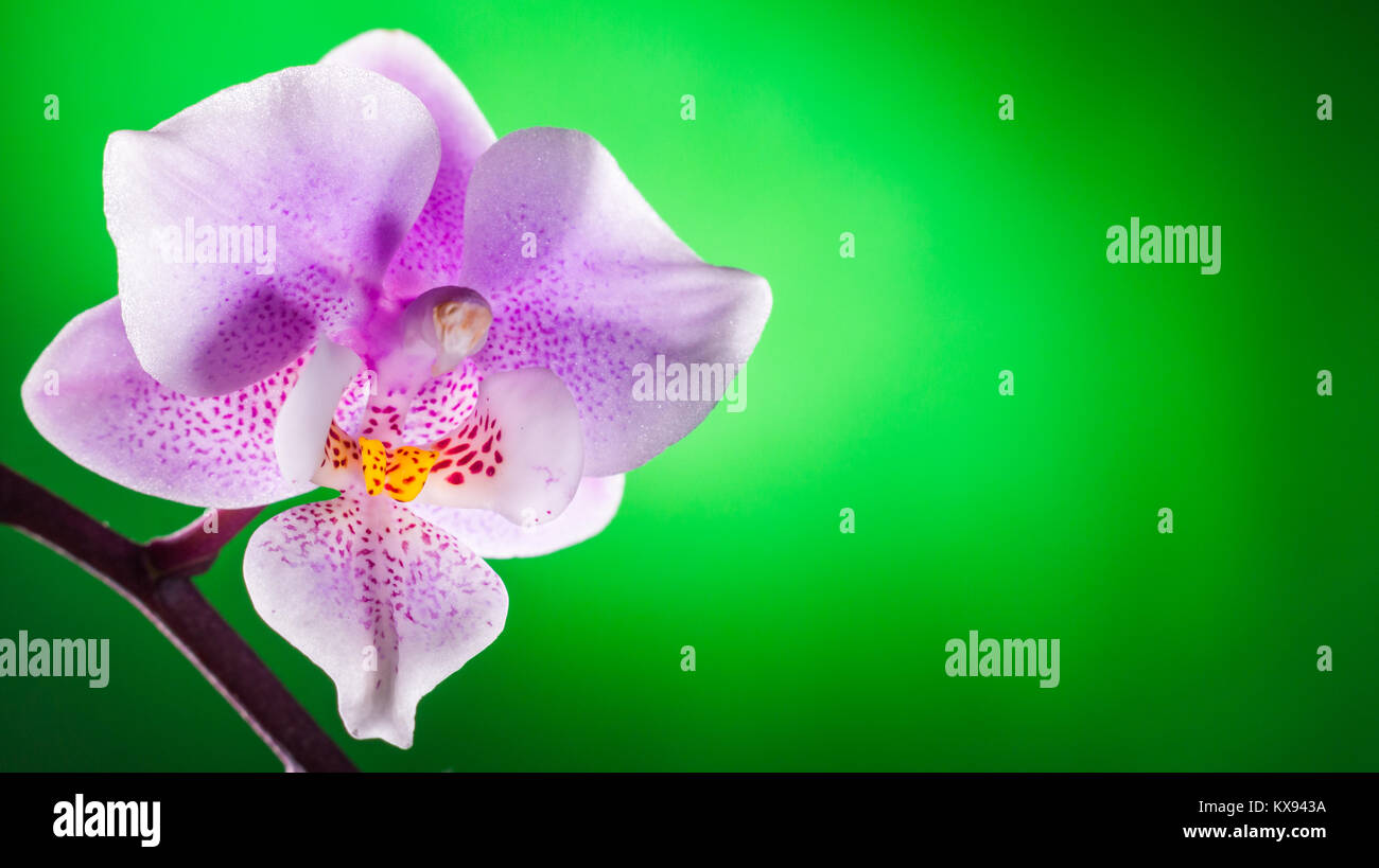 Una orchid su un verde sfondo colorato Foto Stock