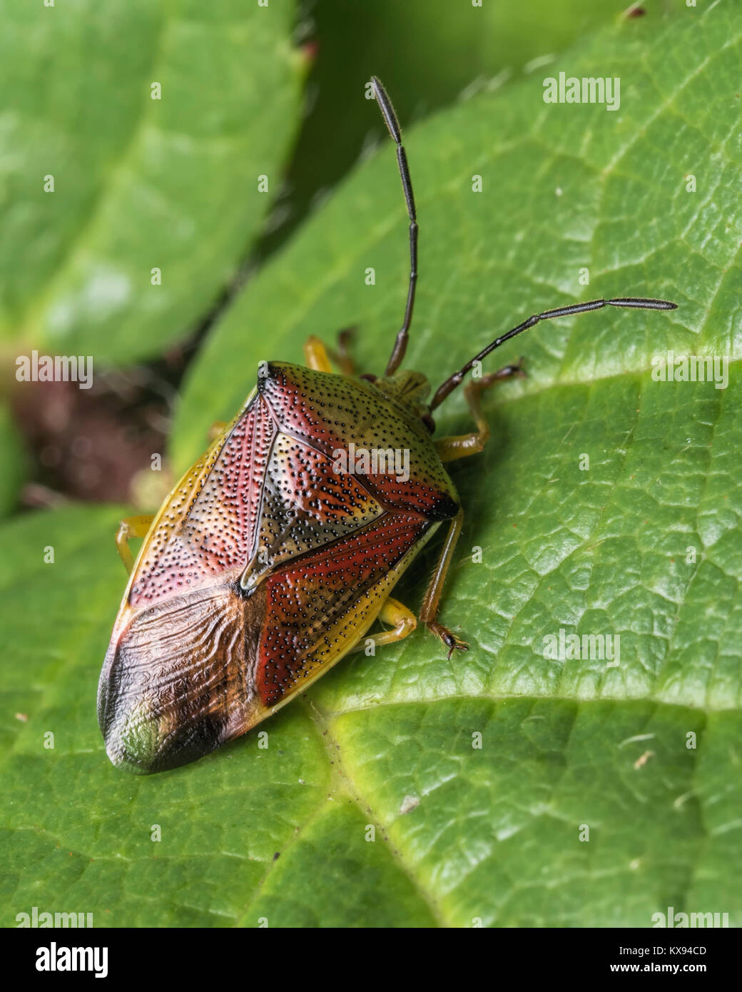 La Betulla Shieldbug (Elasmostethus interstinctus) poggiante su un Rovo foglie nel bosco. Cahir, Tipperary, Irlanda. Foto Stock