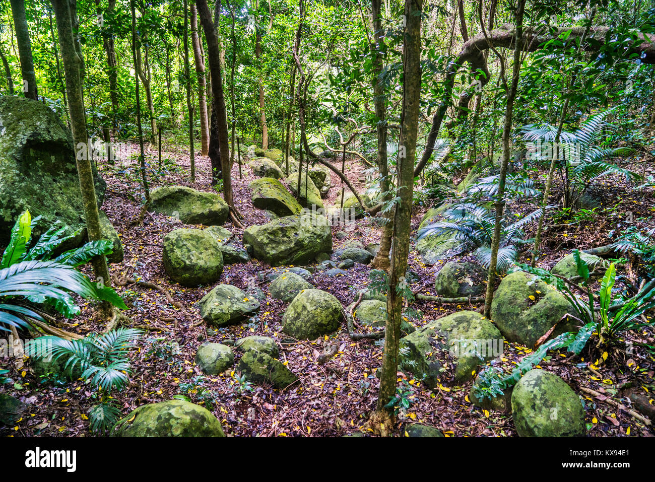 Isola Norfolk, australiano territorio esterno, Fern Gully a Isola Norfolk Botanical Garden Foto Stock