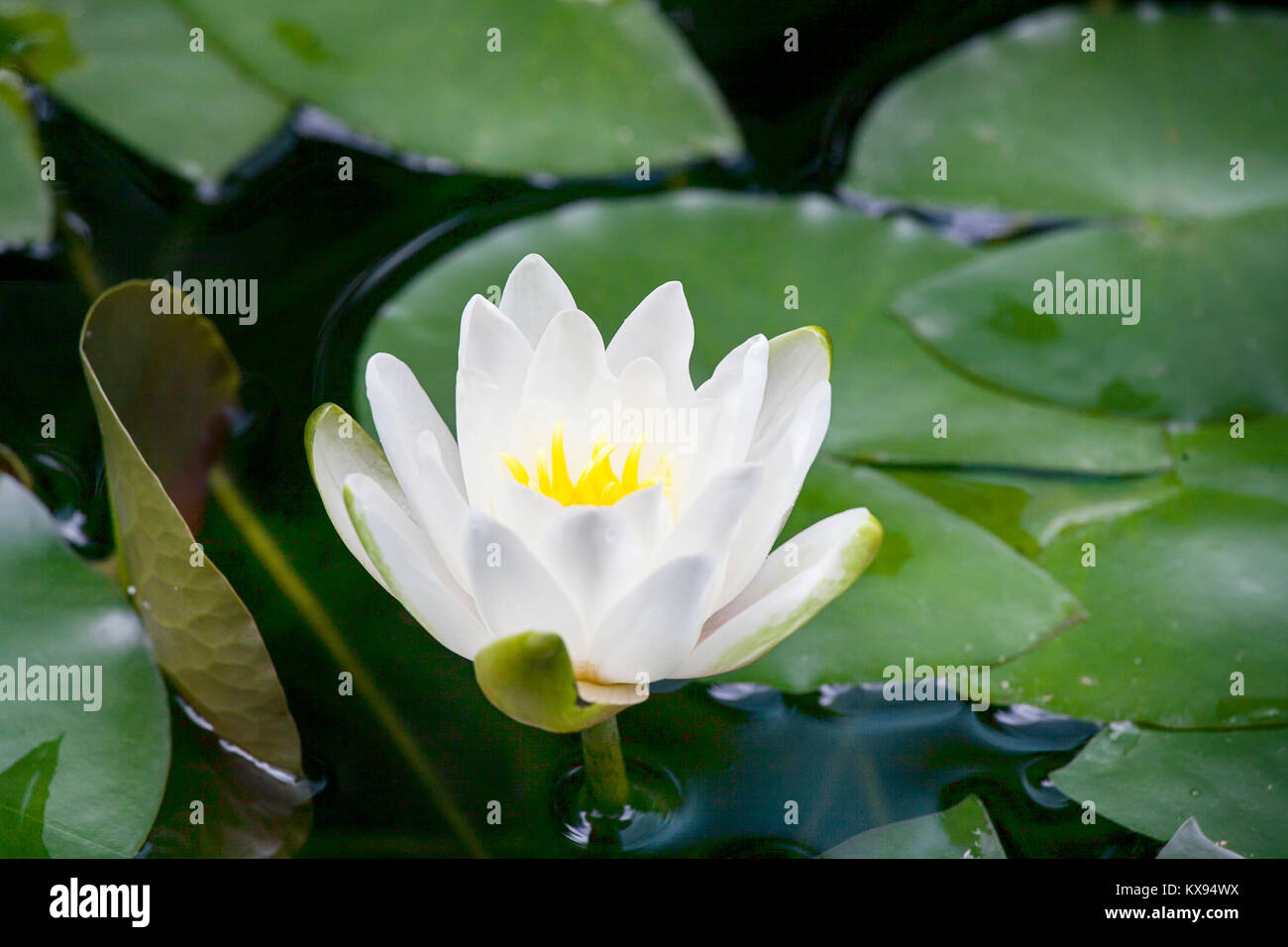 Il verde delle foglie di Lotus Foto Stock