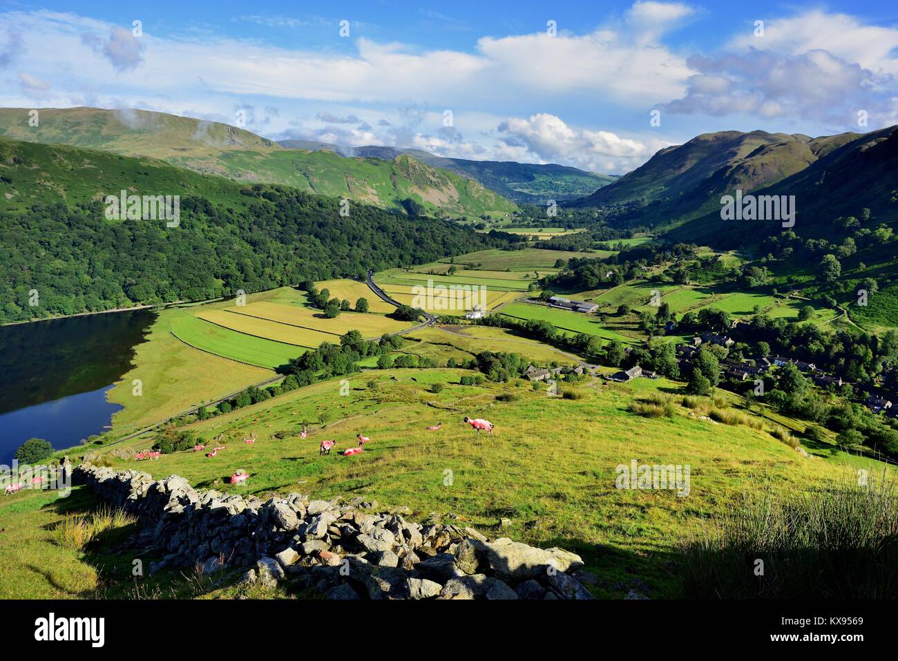 Colore arancio pecora su Harstop Dodd Foto Stock