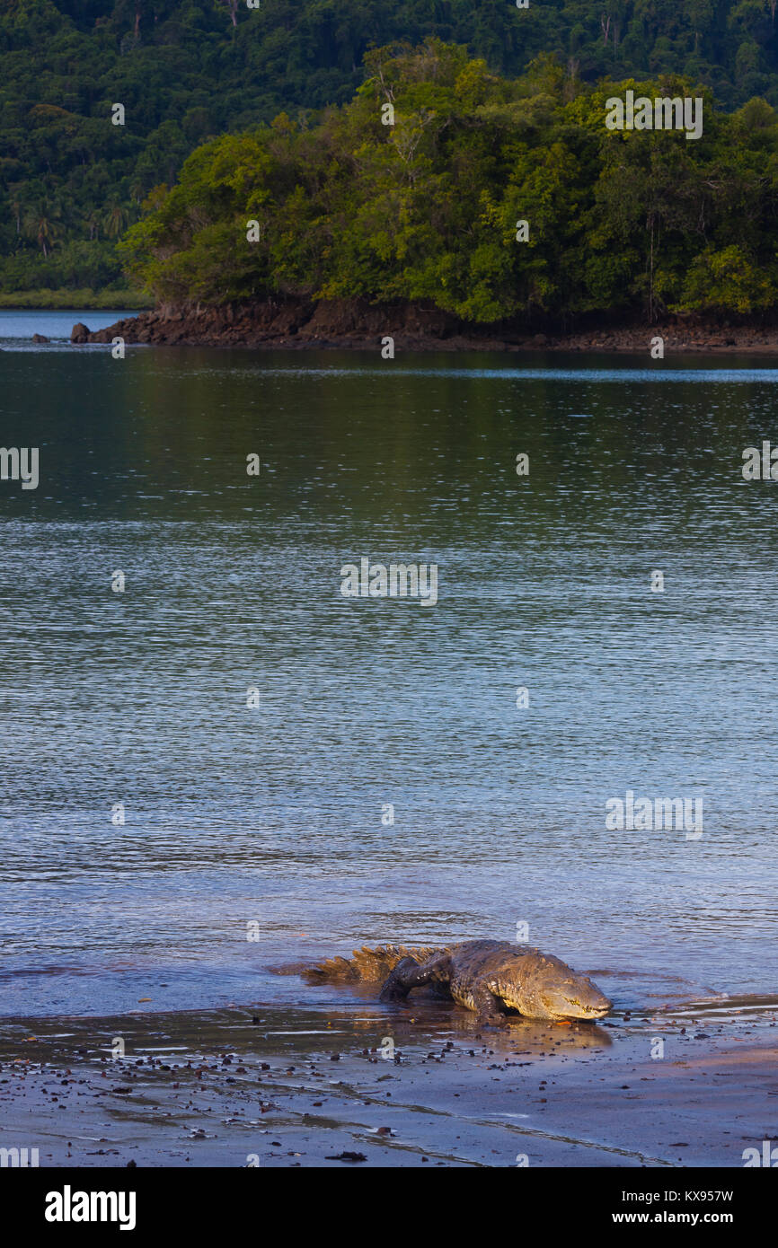 Coccodrillo americano, Crocodylus acutus, in mattina presto la luce in corrispondenza di Coiba Island National Park, provincia di Veraguas, Pacific Coast, Repubblica di Panama. Foto Stock