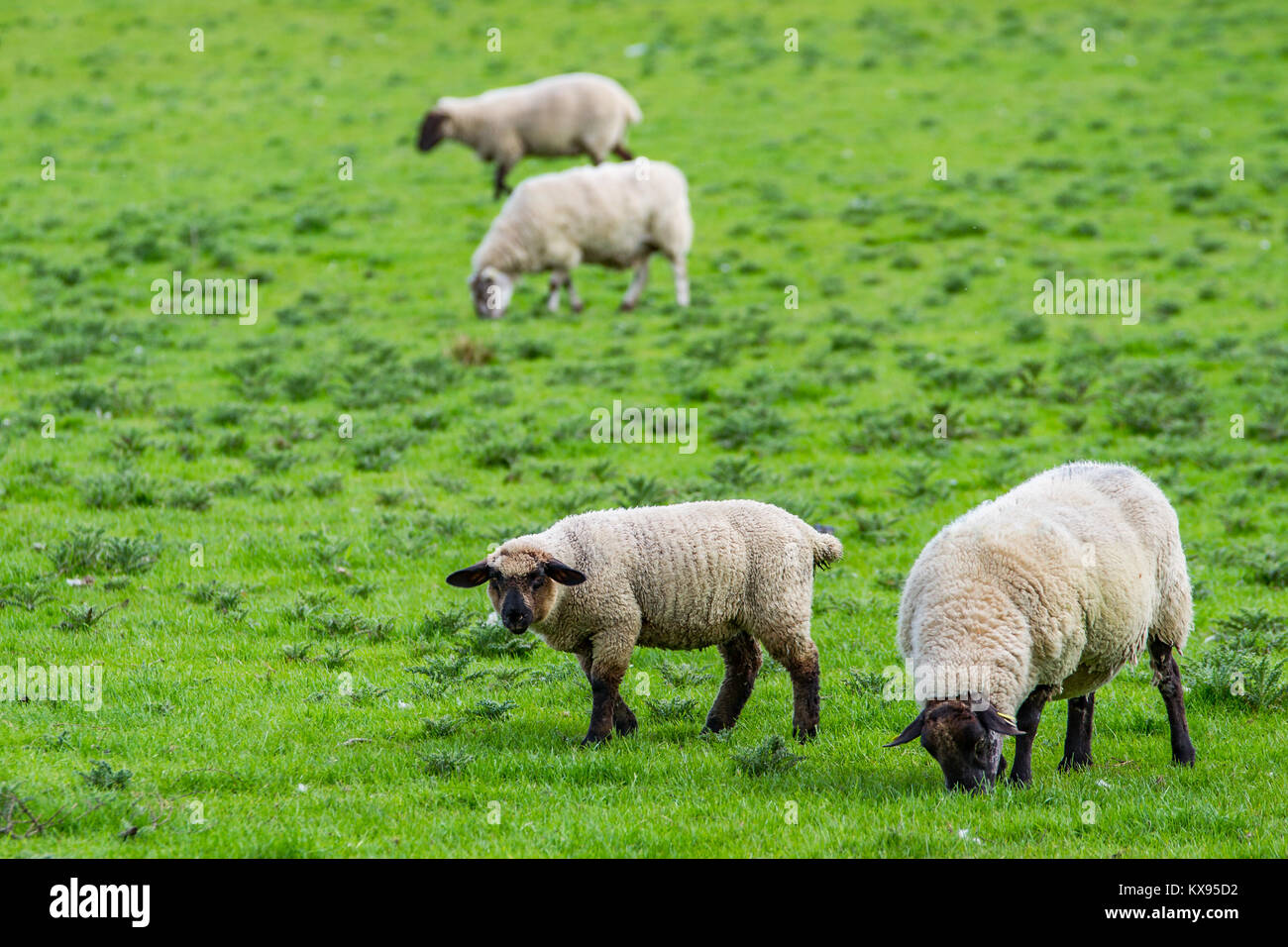 Le pecore, Irlanda, Europa Foto Stock