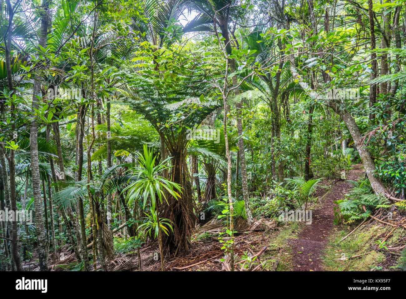 Isola Norfolk, australiano territorio esterno, Parco Nazionale di Norfolk Island e lussureggiante vegetazione della foresta pluviale con felci arboree e Isola Norfolk Palms at th Foto Stock