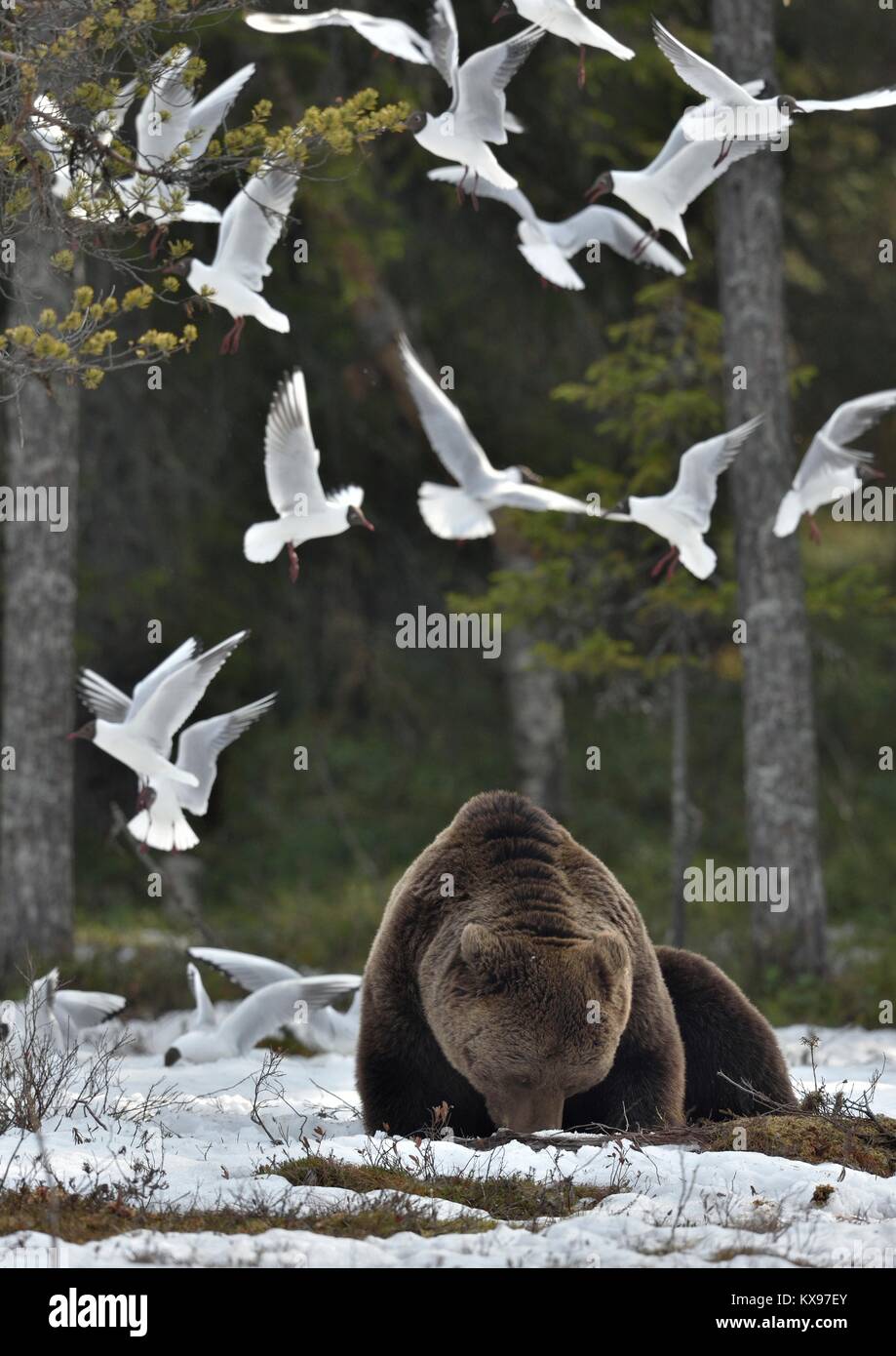 Gabbiani e maschio adulto dell'Orso bruno (Ursus arctos) sulla neve nella foresta di primavera. Foto Stock