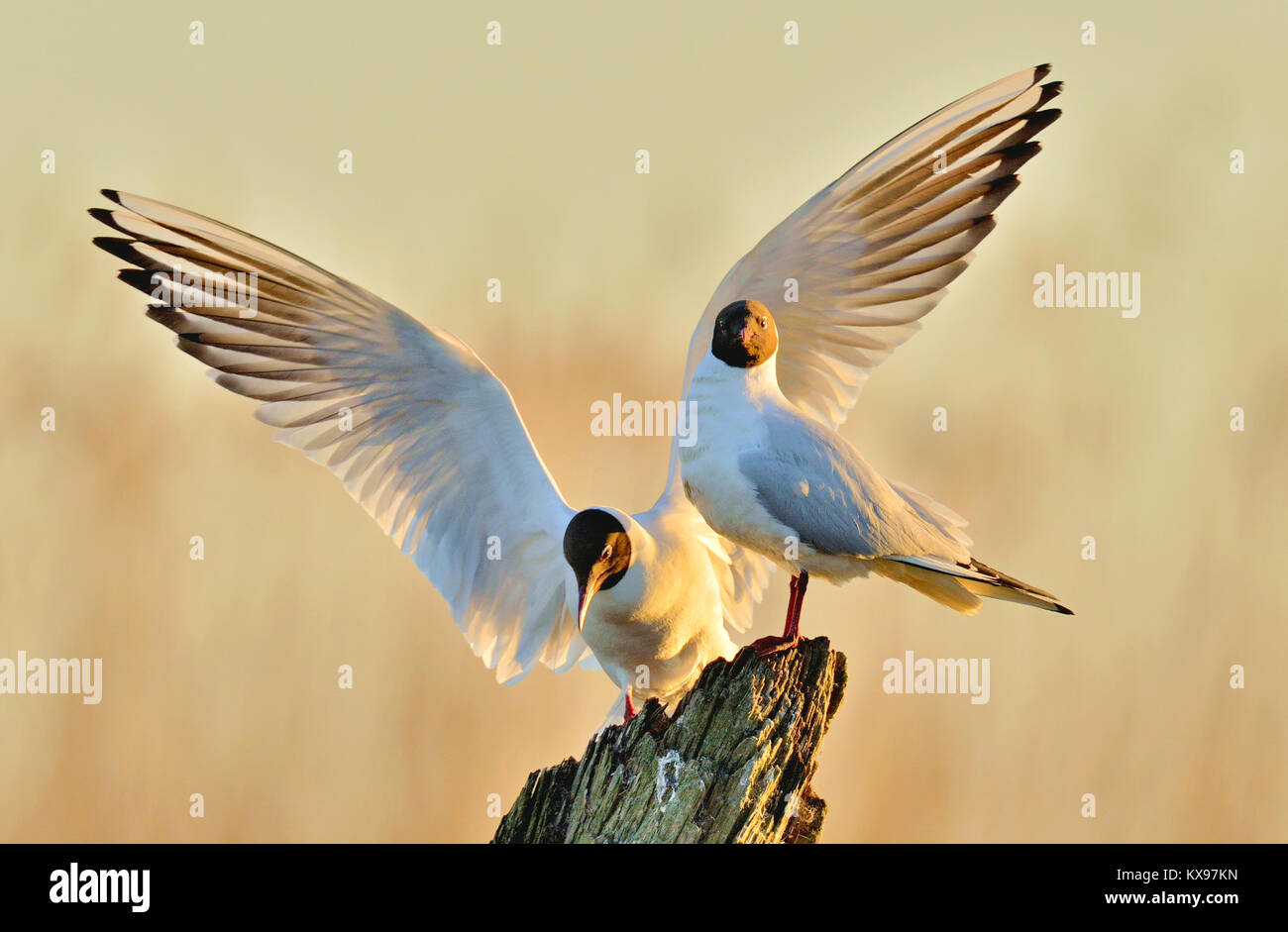 A testa nera (gabbiano Larus ridibundus) sul naturale sunrise sullo sfondo del cielo. Parte anteriore . Due gabbiani seduto su un vecchio albero nella luce di sunrise. Luce Sunise ba Foto Stock
