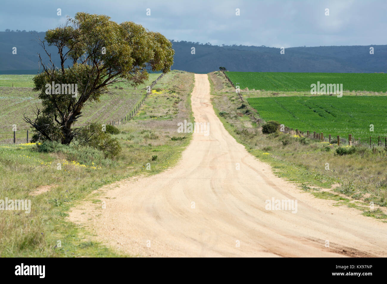 Un tipico South Australian rural strada sterrata leeding nella distanza e rivestito in legno tipici postato e reticolati di filo spinato. Preso in Murrayland Foto Stock