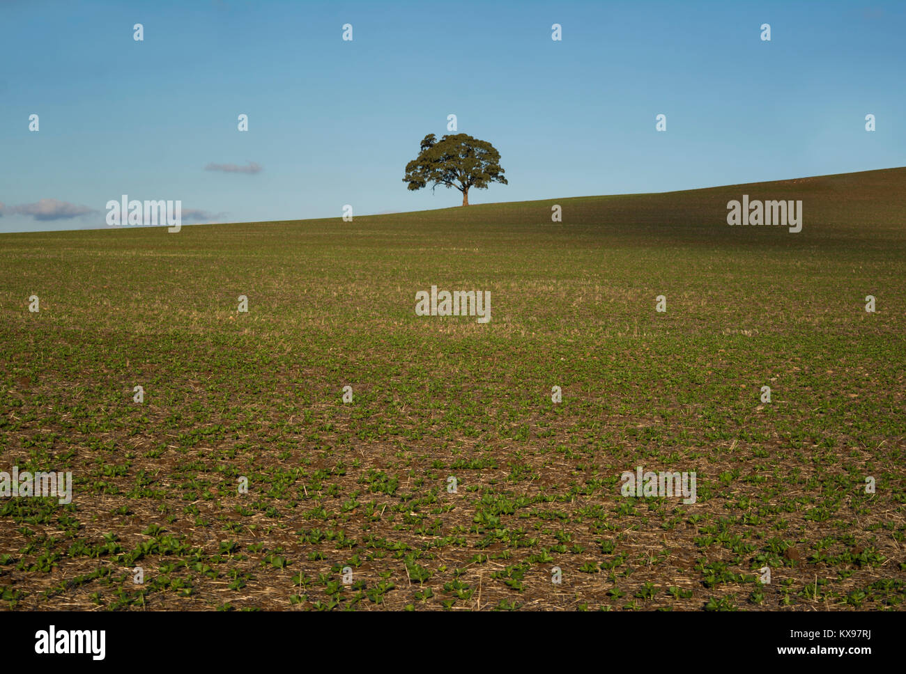 Un albero isolato seduto su casuale fattoria rurale campo di terra nel nord dell'area regionale del Sud Australia. Foto Stock